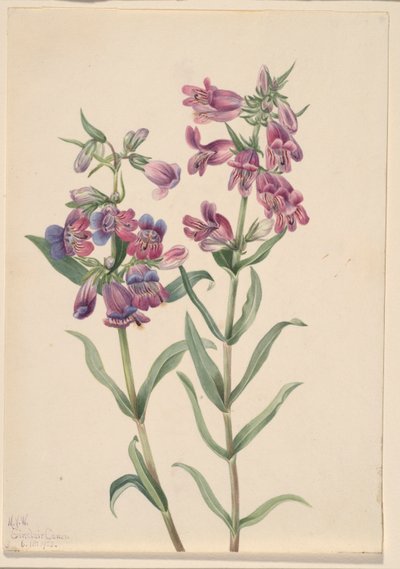 Pentstemon des prairies (Pentstemon erianthera) - Mary Vaux Walcott