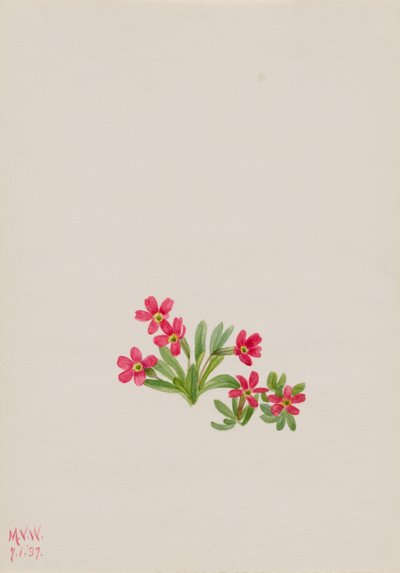 Primevère (Primula angustifolia) - Mary Vaux Walcott