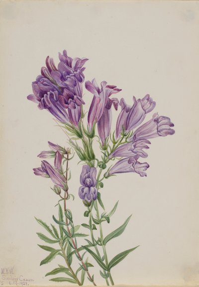 Pentstemon pourpre (Pentstemon lyallii) - Mary Vaux Walcott
