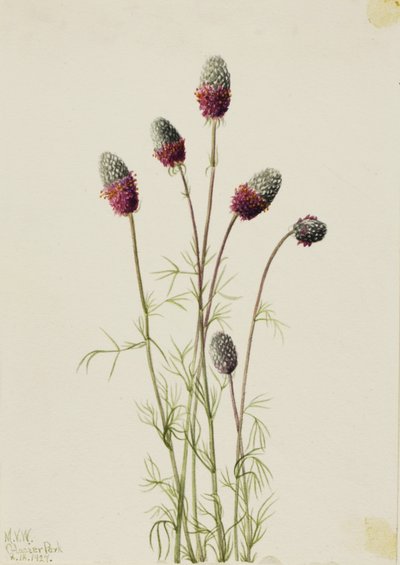 Petalostemon purpureum (Petalostemon purpureum) - Mary Vaux Walcott