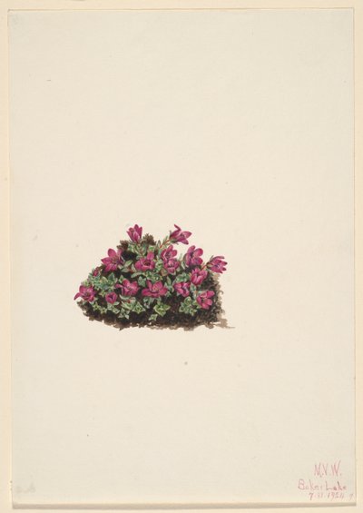 Saxifrage pourpre (Saxifraga oppositifolia) - Mary Vaux Walcott