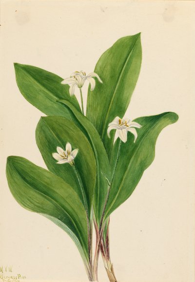 Clintonia uniflora - Mary Vaux Walcott