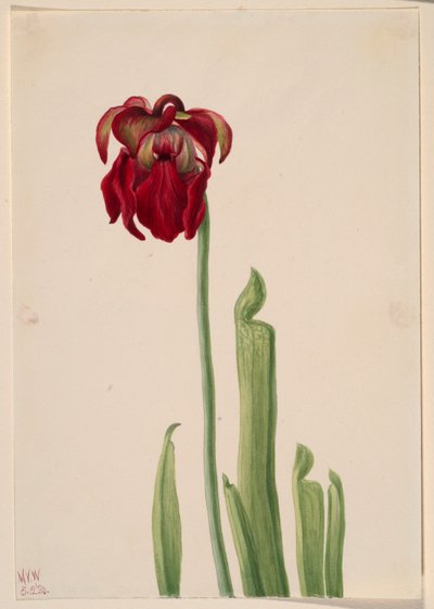 Sarracénie rouge (Sarracenia jonesii) - Mary Vaux Walcott
