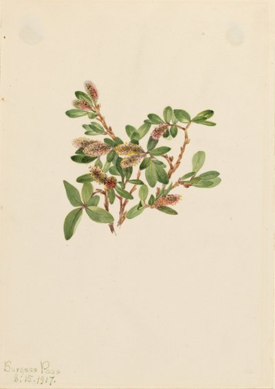 Saule des rochers (Salix petrophila) - Mary Vaux Walcott