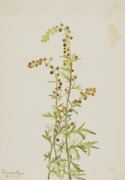 Armoise des rochers (Artemisia discolor) - Mary Vaux Walcott