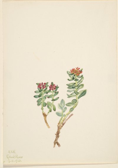 Sanifoiga adscendeus - Mary Vaux Walcott