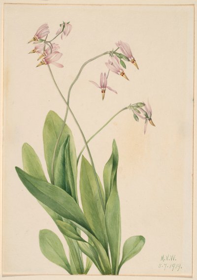 Étoile filante (Dodecatheon meadia) - Mary Vaux Walcott