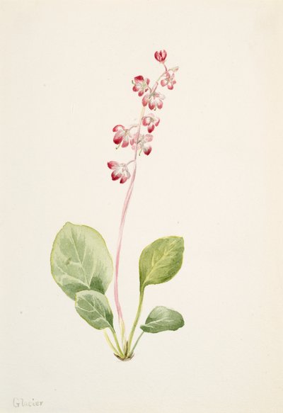 Pyrole à feuilles rondes - Mary Vaux Walcott