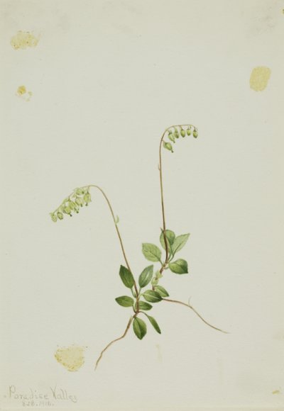 Pyrola (Pyrola secunda) - Mary Vaux Walcott