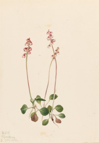 Pyrola mineur (Pyrola minor) - Mary Vaux Walcott