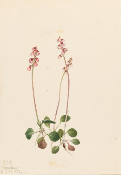 Petite Pyrola Pyrola minor, 1922 - Mary Vaux Walcott