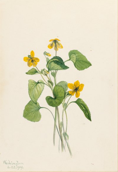 Violette jaune lisse (Viola eriocarpa) - Mary Vaux Walcott