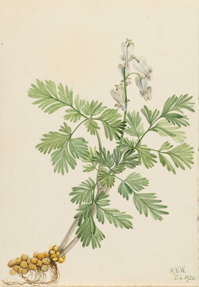 Maïs écureuil (Bikukulla canadensis) - Mary Vaux Walcott