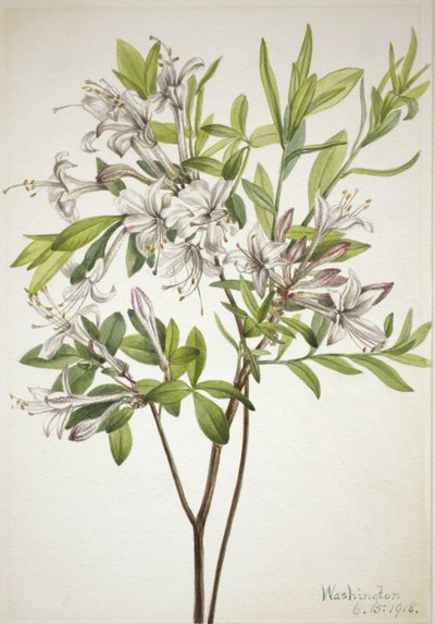 Azalée des marais (Azalea viscosa) - Mary Vaux Walcott