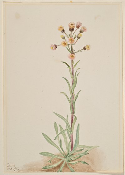 Vergerette (Erigeron acris) - Mary Vaux Walcott