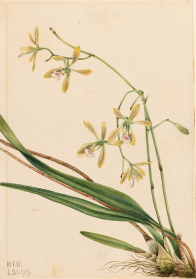 Epidendron de Tampa (Epidendrum tampense) - Mary Vaux Walcott