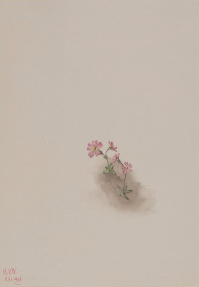 Sans titre--Étude de fleurs - Mary Vaux Walcott