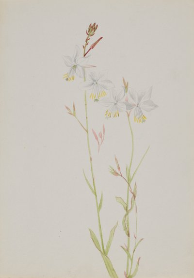 Sans titre--Étude de fleurs, n.d. - Mary Vaux Walcott