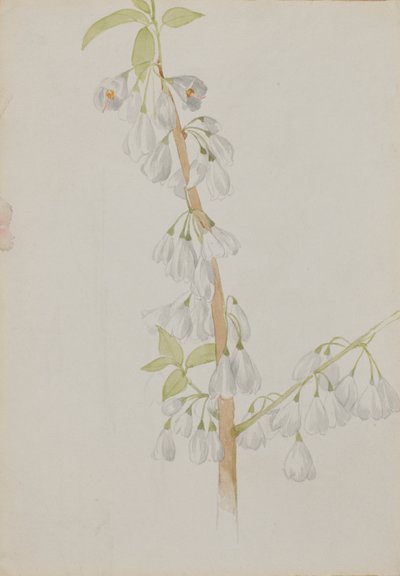 Sans titre - Étude de fleurs, n.d. - Mary Vaux Walcott