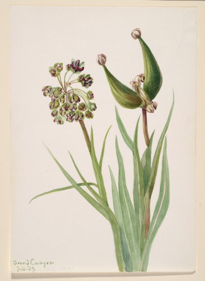 Sans titre - Étude de plantes - Mary Vaux Walcott