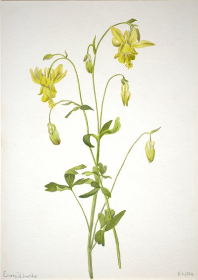 Sans titre - Étude de plantes - Mary Vaux Walcott