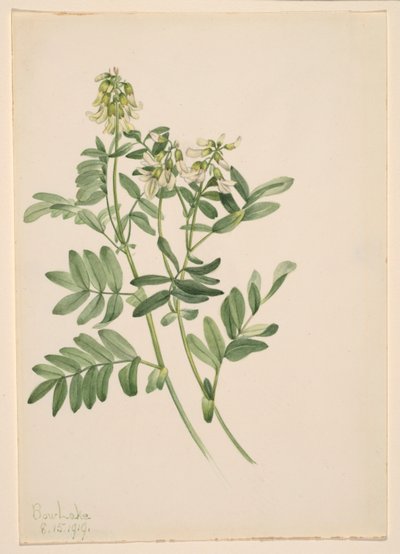 Sans titre - Étude de plantes - Mary Vaux Walcott