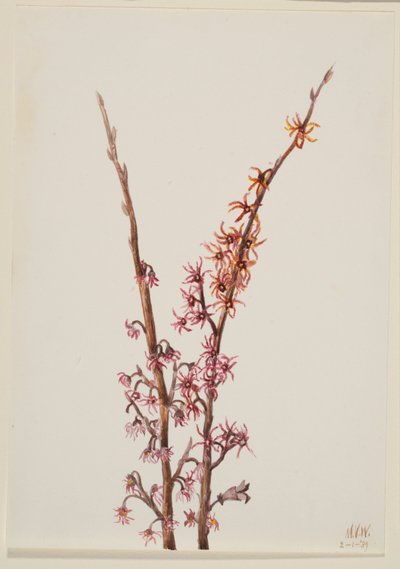 Sans titre - Étude de plantes - Mary Vaux Walcott