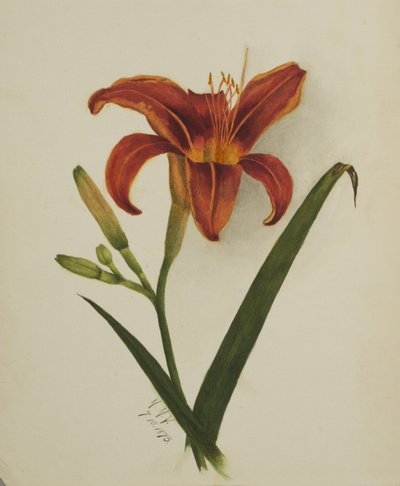 Sans titre (Lily) - Mary Vaux Walcott
