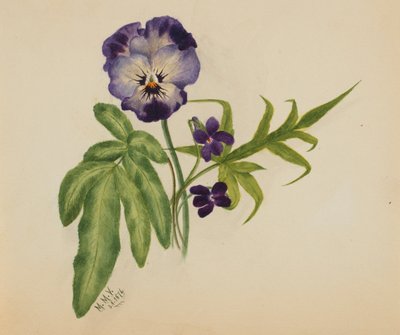 Sans titre (Pensée) - Mary Vaux Walcott