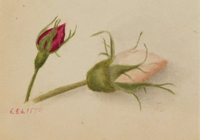 Sans titre (boutons de rose) - Mary Vaux Walcott