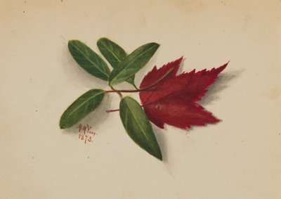 Sans titre - Mary Vaux Walcott