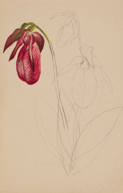 Esquisse inachevée sans titre - Mary Vaux Walcott