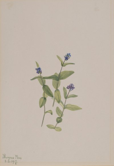 Veronica wormskjoldii - Mary Vaux Walcott