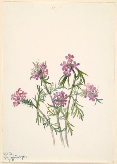 Verveine (Verbena wrightii) - Mary Vaux Walcott