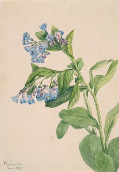 Mertensia virginica, 1919 - Mary Vaux Walcott