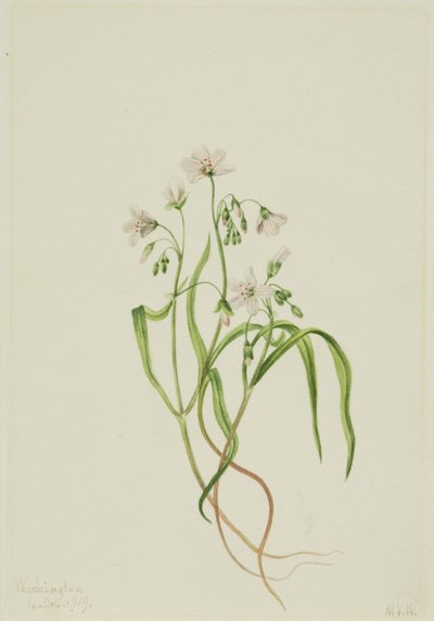 Claytonie de Virginie (Claytonia virginica) - Mary Vaux Walcott