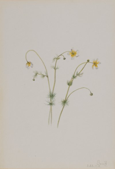 Renoncule aquatique (Batrachium trichophyllum) - Mary Vaux Walcott