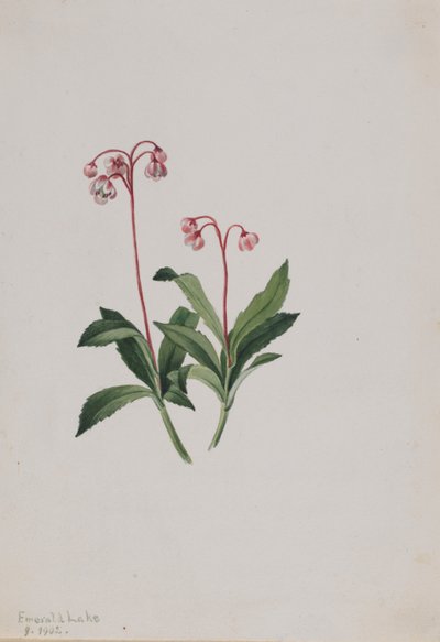 Pipsissewa occidental (Chimaphila umbellata) - Mary Vaux Walcott