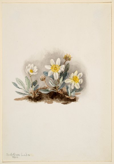 Dryade blanche (Dryas octopetala) - Mary Vaux Walcott