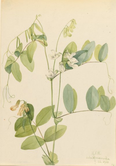 Pois blanc (Lathyrus ochroleucus) - Mary Vaux Walcott