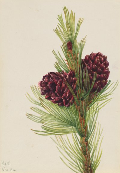Pin à écorce blanche Pinus albicaulis, 1931 - Mary Vaux Walcott