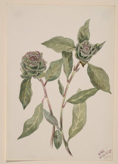 Saule (Salix) - Mary Vaux Walcott