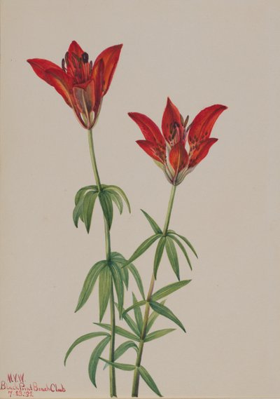 Lis des bois (Lilium philadelphicum) - Mary Vaux Walcott