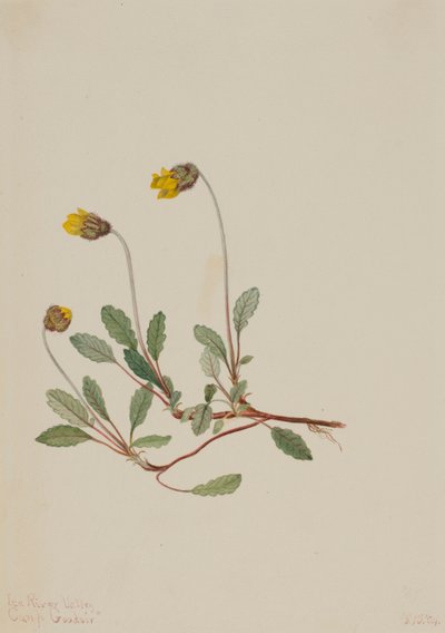 Dryade jaune (Dryas drummondii) - Mary Vaux Walcott
