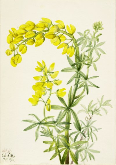 Yellow Lupine (Lupinis arboreus) - Mary Vaux Walcott