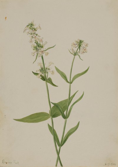 Pentstemon jaune (Pentstemon confertus) - Mary Vaux Walcott