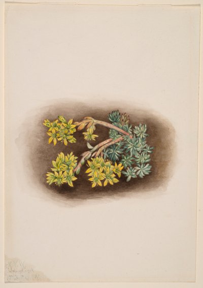 Sédum sténopétale (Sedum stenopetalum) - Mary Vaux Walcott