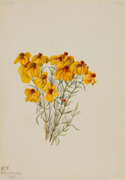 Zinnia (Zinnia grandiflora) - Mary Vaux Walcott