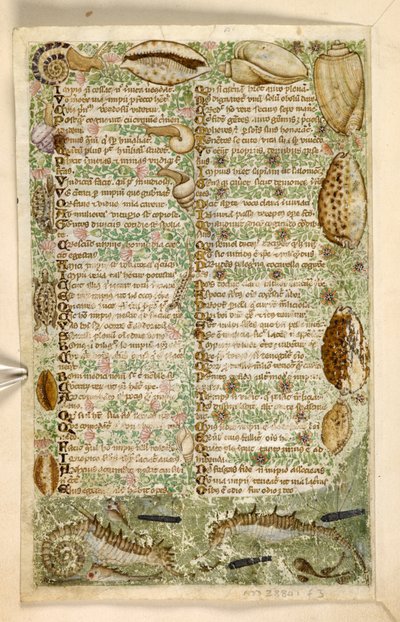 Add. 28841, f.3v: Hippocampes, escargots et coquillages, d