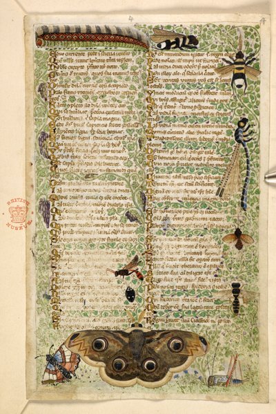 Guêpes, papillons de nuit, libellules et une chenille, d